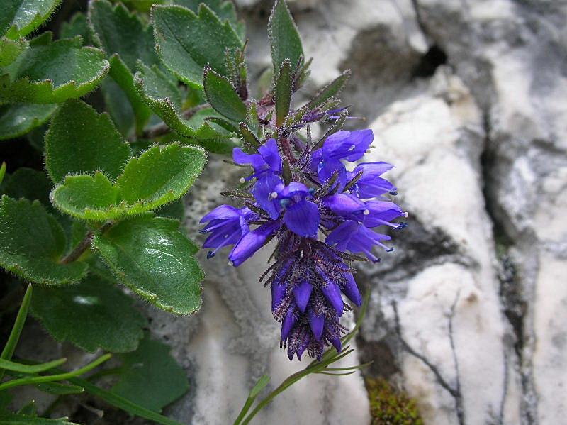 Paederota bonarota / Bonarota comune